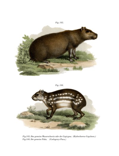 Capybara, 1860 - German School